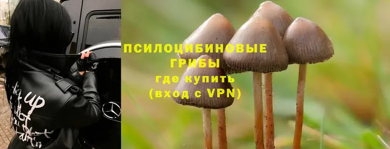 Псилоцибиновые грибы Cubensis  гидра ССЫЛКА  Себеж  закладки 